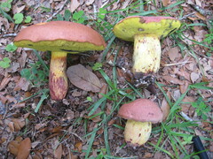 Pulchroboletus rubricitrinus image