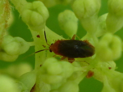 Rhinocapsus rubricans