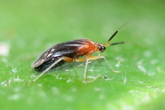 Rhinocapsus rubricans