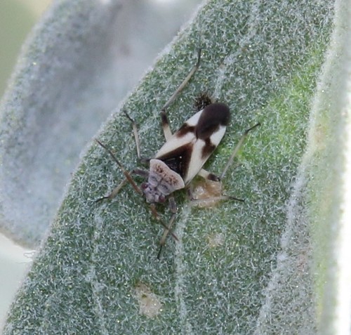 Semium subglaber