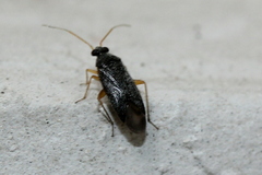 Phoenicocoris strobicola