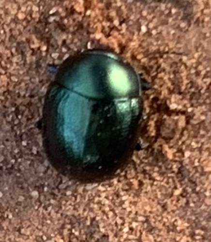 Metaparia opacicollis