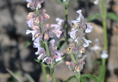 Nepeta nepetella