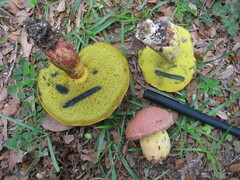 Pulchroboletus rubricitrinus image