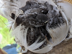 Tachycineta bicolor image