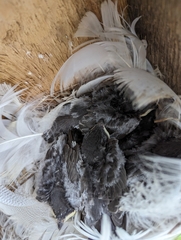 Tachycineta bicolor image