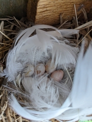 Tachycineta bicolor image