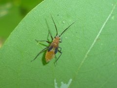 Orthotylinae