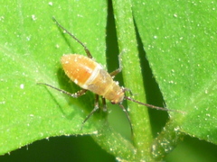 Orthotylinae
