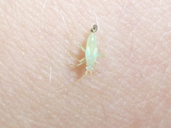 Orthotylinae