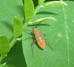 Orthotylinae