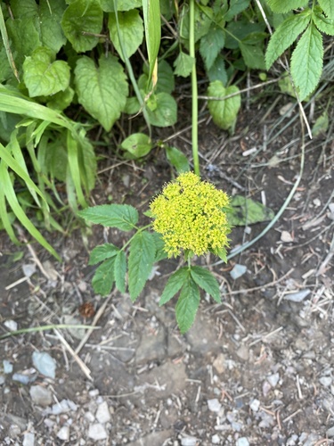 Dawson's angelica (Angelica dawsonii)