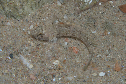 Coryogalops anomolus observed 2023-05-23