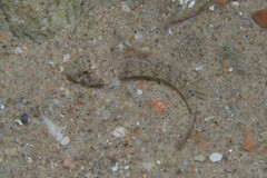 Anomolous Goby photo 4