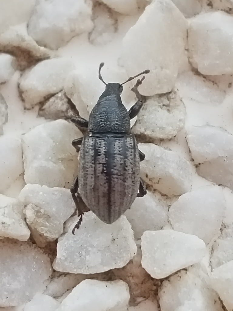 Weevil