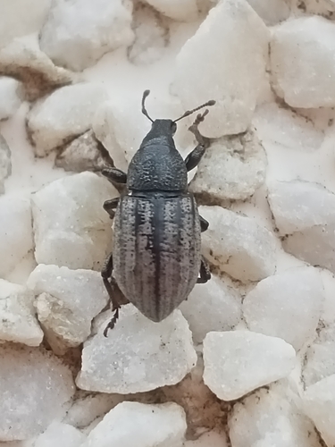 Weevil