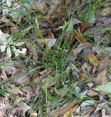 Carex dasycarpa