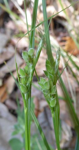 sandywoods sedge (Carex dasycarpa)