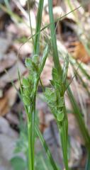 Carex dasycarpa