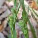 Carex dasycarpa - Photo (c) Edwin Bridges, algunos derechos reservados (CC BY-NC), uploaded by Edwin Bridges