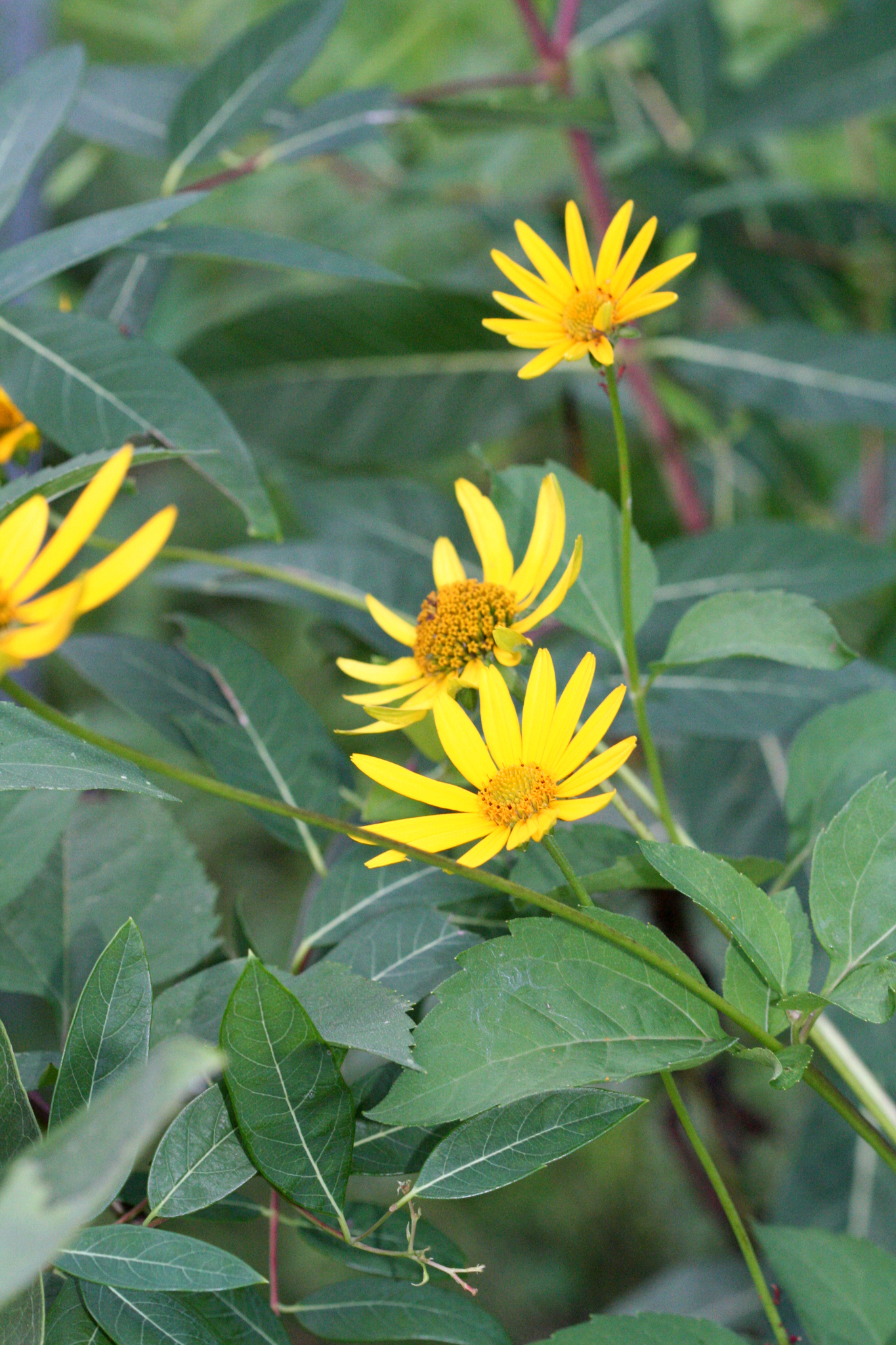 Heliopsis helianthoides var. helianthoides