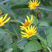 Heliopsis helianthoides helianthoides - Photo (c) Randy A Nonenmacher,  זכויות יוצרים חלקיות (CC BY), uploaded by Randy A Nonenmacher