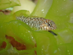 Bellapiscis medius