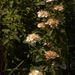 Spiraea chamaedryfolia - Photo (c) Павел Голяков,  זכויות יוצרים חלקיות (CC BY-NC), הועלה על ידי Павел Голяков