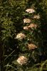 Germander Meadowsweet - Photo (c) Павел Голяков, some rights reserved (CC BY-NC), uploaded by Павел Голяков