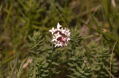 Diarthron altaica