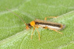 Rhagonycha