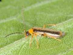 Rhagonycha