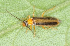 Rhagonycha