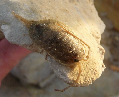 Common Sea Slater, photo 7 of 8