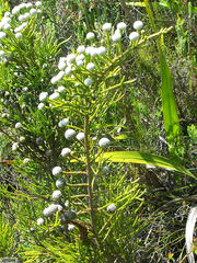 Brunia noduliflora