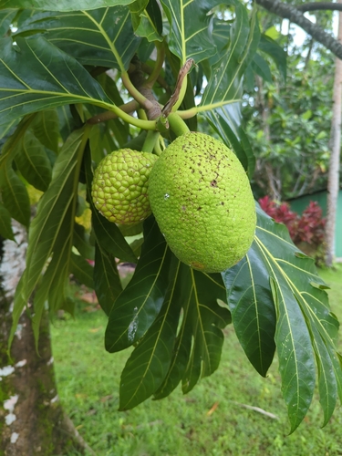 Artocarpus altilis observed 2023-06-27