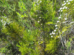 Brunia noduliflora