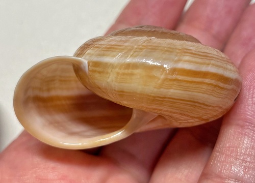Camaena lingyunensis