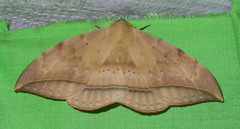 Hypopyra megalesia