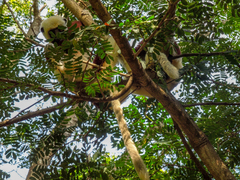 Propithecus coquereli