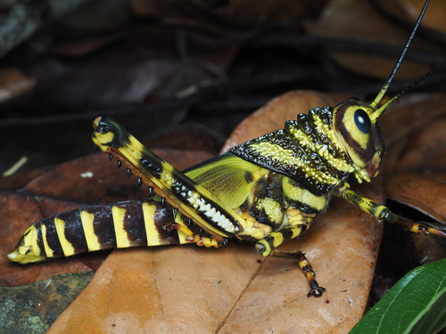 giant red-winged grasshopper