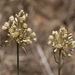 Allium longispathum - Photo (c) jmneiva, osa oikeuksista pidätetään (CC BY-NC), lähettänyt jmneiva