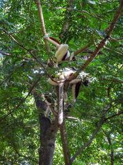 Propithecus coquereli