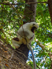 Propithecus coquereli