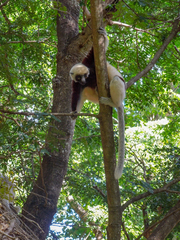 Propithecus coquereli