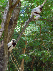 Propithecus coquereli