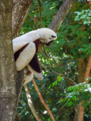Propithecus coquereli