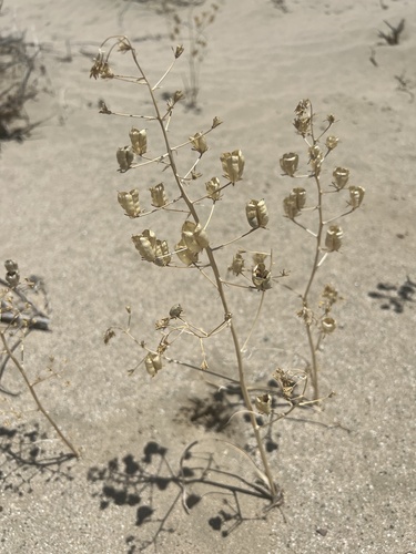 Desert deathcamas (Toxicoscordion brevibracteatum)