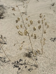 Shortbract Death Camas (Toxicoscordion brevibracteatum)