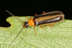 Rhagonycha